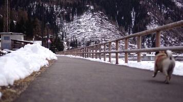 A pedestrian path with a person with a dog video