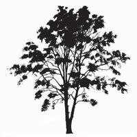 Isolated Birch Tree Silhouette for Print and Digital vector