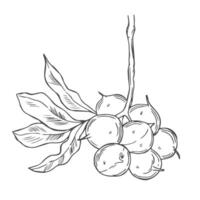 Macadamia Branch with Nuts Outline Illustration. vector
