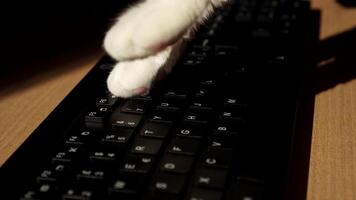 Cat paws type on the keyboard video