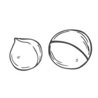 macadamia nut illustration. Shelled and cracked macadamia nuts, kernels and shells vector