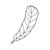 Hand drawn feather sketch on white background vector
