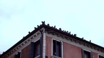 Doves on the roof of a building video