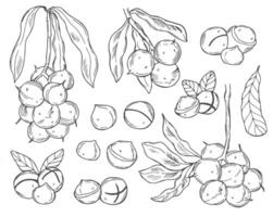 Macadamia Nuts Sketches Collection, Black Outline Drawings Isolated on White Background. vector