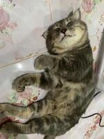 Playful tabby cat relaxing on floral floor tiles in cozy home setting captured from a warm perspective photo