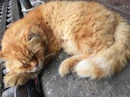Sleeping cat outdoor setting animal photography cozy environment close-up view domestic life and relaxation photo