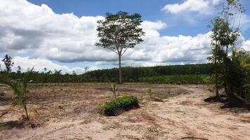 Deforestation impact on tropical landscape observing environmental changes in nature reserve eco-crisis overview photo