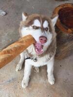 Playful dog enjoys fresh bread outdoor setting animal photography fun atmosphere close-up view joyful concept photo