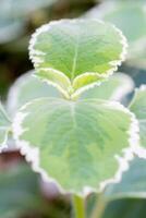 Variegated white and green Cuban oregano leaves with both pattern and texture. photo