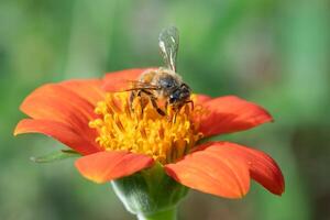 A honey bee in search of nectar on an orange tithonia plant. photo