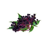 Fresh blackcurrant on white background. photo