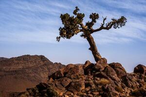 2024 03 13 Jebel Saghro Atlas tree 52 photo