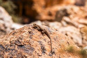 2024 03 13 Jebel Saghro lizard 205 photo