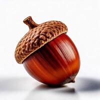 Close up of an acorn, isolated in white background photo