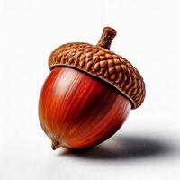 Photo of an acorn close up, isolated in white background