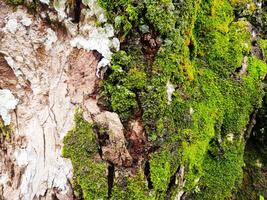 Close-Up of Moss and Tree Bark Texture photo