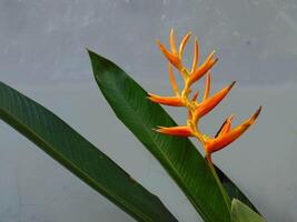 A bird of paradise flower in a pot photo
