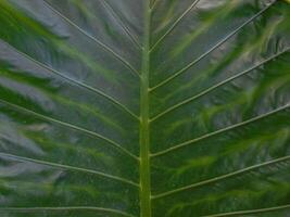 A close up of a large leaf with a green background photo