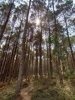 A forest with tall trees and a path photo