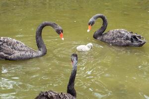 Black gooses are swimming on river with her child. Beauty in nature photo