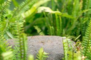 Stone tabletop podium floor in outdoors tropical garden forest blurred green leaf plant nature background.Natural product placement pedestal stand display,jungle paradise concept photo