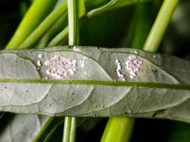 Defocused image of White pests on kale leaves are also known as mealybugs or Coccoidea and Pseudococcidae. photo