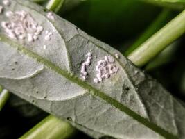 Defocused image of White pests on kale leaves are also known as mealybugs or Coccoidea and Pseudococcidae. photo