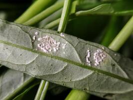 Defocused image of White pests on kale leaves are also known as mealybugs or Coccoidea and Pseudococcidae. photo