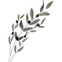 Watercolor handdrawn illustration of a branch with leaves and olive Perfect for botanical vector