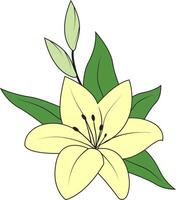 Lily. White lily. Lily is a royal flower that is often present on coats arms and in religious decorations. Symbol of purity and innocence. vector