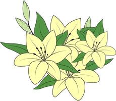 White lily. Lily. Lily is a royal flower that is often present on coats arms and in religious decorations. Symbol of purity and innocence. vector