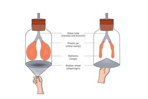 A breathing model shows lung function, simulating airflow with balloons and a diaphragm structure vector