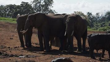 A herd of elephants grazing in a field in Kenya video