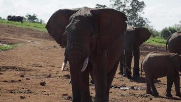 A herd of elephants grazing in a field in Kenya video