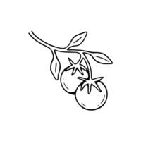 Tomatoes on a branch outline drawing vector