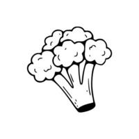 A black and white drawing of broccoli vector