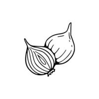 Two onions are shown in a line drawing vector