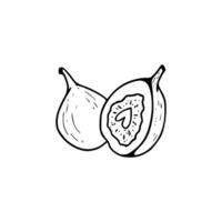 A drawing of a fig with a slice cut out vector