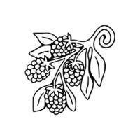 Black and white drawing of a blackberry vector
