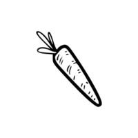 A carrot is drawn in a doodle style vector