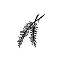 A branch of evergreen tree with leaves on it vector