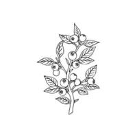 A black and white drawing of a branch with berries vector