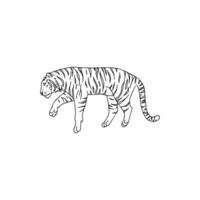 A drawing of a tiger on a white background vector