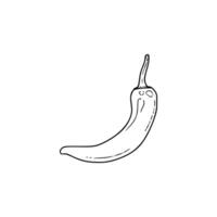 A drawing of a chili pepper vector
