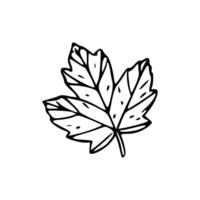 A black and white drawing of a maple leaf vector