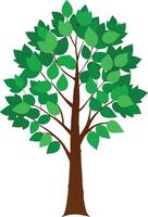 A Birch green tree art illustration and colorful graphics design vector