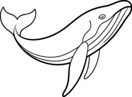 Humpback Whale line art . humpback whale outline illustration design. Whale linear sketch drawing isolated on white background. vector