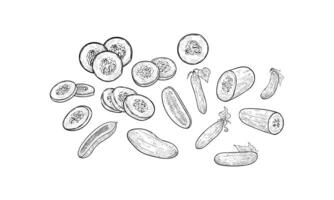 cucumber handdrawn collection vector