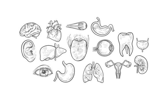 human organs handdrawn collection vector