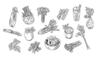 celery handdrawn collection vector
